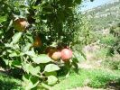 Apple Orchards~0.JPG